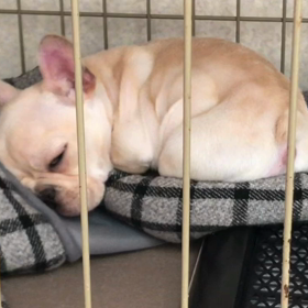 ブリちゃんベイビー白目！？の画像