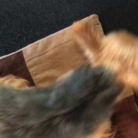 ぐるぐるケーティちゃん♫の画像