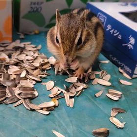 りきとくん、好きな食べ物が増えましたの画像
