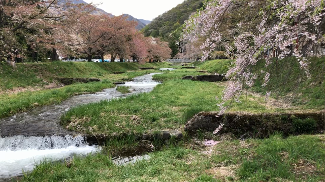 GW福島の春に会いに行く　その１　観音寺川の桜並木の記事動画