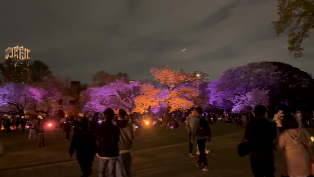 桜を追いかけて　2023  part3（新宿御苑 DAY&NIGHT）の記事動画