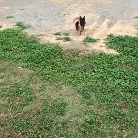 走るまぢょさん。の画像