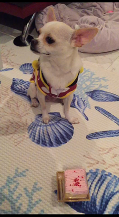 マリンさんおめでとの記事動画