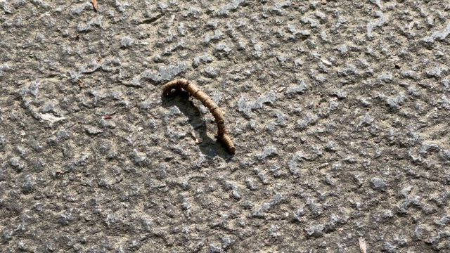 伊勢神宮で出会った神々の記事動画