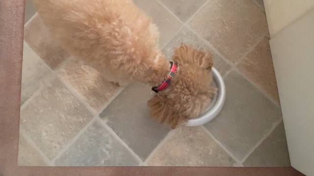 愛犬家さんと　わんちゃんの幸せづくりのために、私が出来ることの記事動画