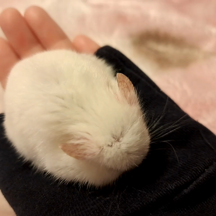 ぽぽちゃんも少し元気なりましたの記事動画