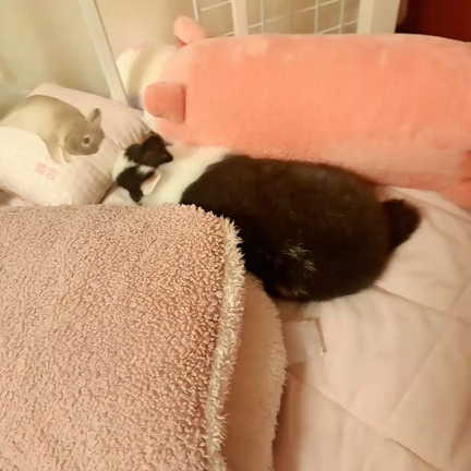 クロミんとまったりの記事動画