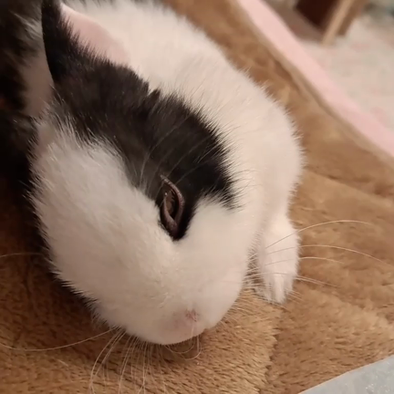 クロミんの寝落ちの記事動画