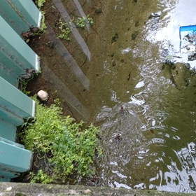 カモの親子に癒やされてくださいの画像