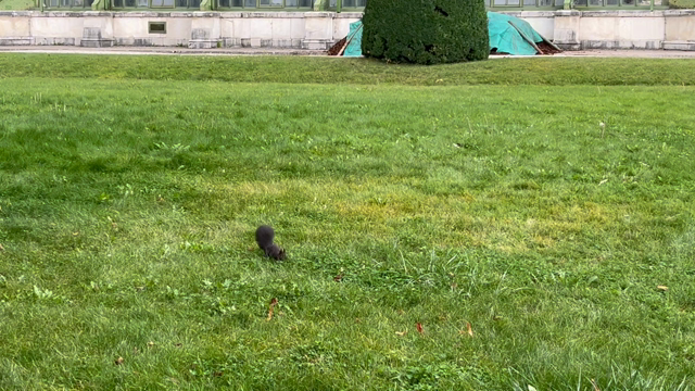 シカゴマラソン1週間前の記事動画