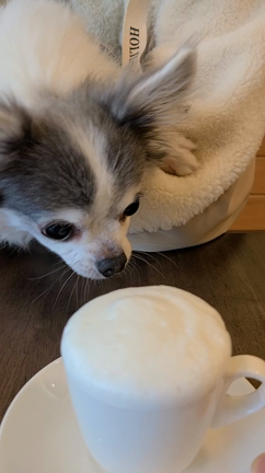 【韓国カフェ】愛犬も一緒に行ける素敵なカフェにての記事動画