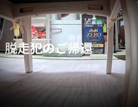 ノエたんの大脱走(^^;の記事動画