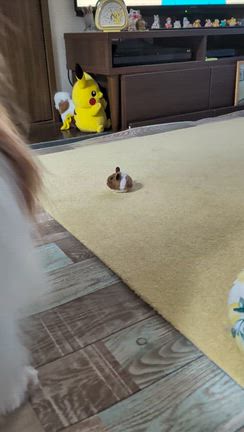 動くねずみさん ｡ﾟ(ﾟ＾Д＾ﾟ)ﾟ｡の記事動画