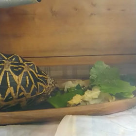 ウチワサボテン気にいった？の画像