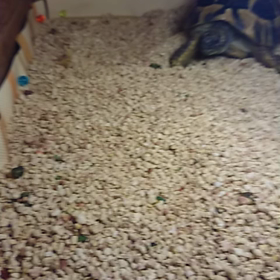 寝起きのマロン氏の画像