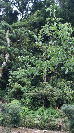 エアコンない生活してますの記事動画