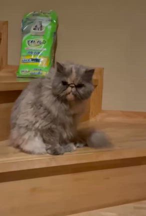 今月のモヤモヤ日記の記事動画