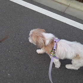 歩くマボちゃんの画像