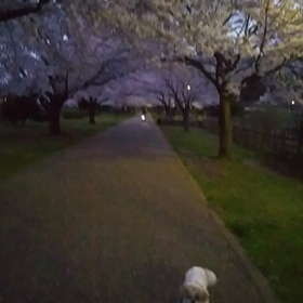 桜満開～の画像