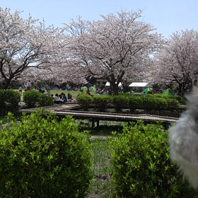 桜吹雪の画像