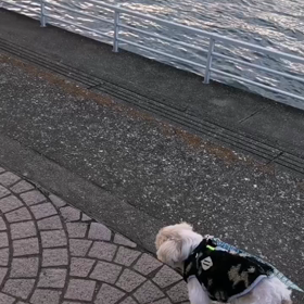 お散歩動画の画像