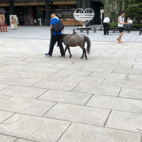 あかりちゃんの画像