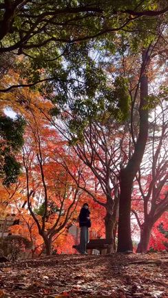 紅葉の記事動画