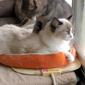 マッサージ猫ですの画像