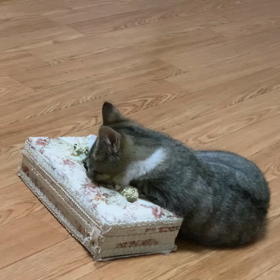 野良猫親子の捕獲劇⑤の画像