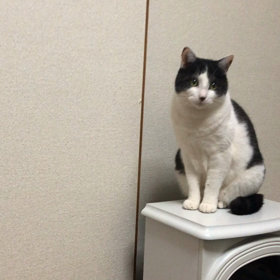 猫の殿ちゃんは一体何を考えて...？の画像