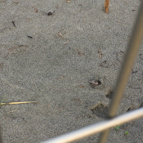 癒し❤️の画像