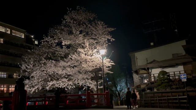今年も桜を見れたことに感謝の記事動画