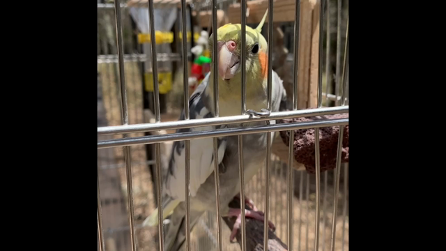 野鳥とセッションの記事動画