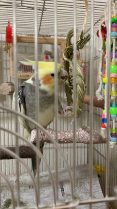 これぞ、オカメインコ の真骨頂！の記事動画