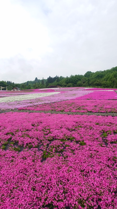 芝桜【新潟県魚沼市根小屋】見頃でした☺️の記事動画