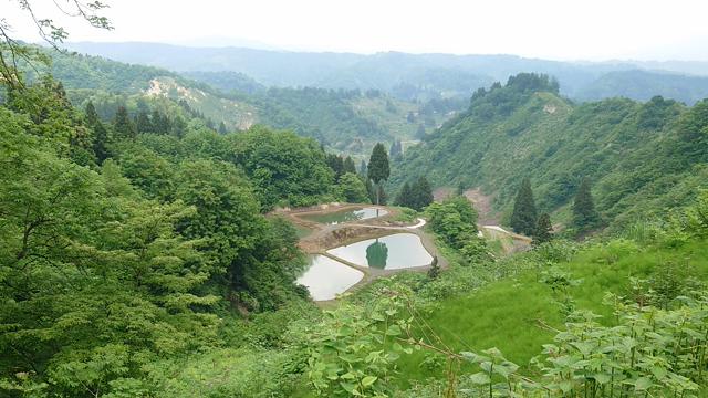 棚田【新潟県長岡市山古志】新緑の棚田の記事動画