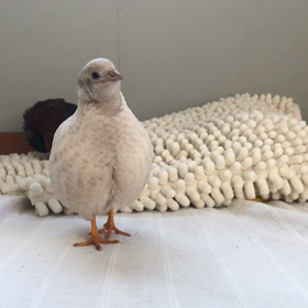 167日目 カメラが気になるきなこの画像