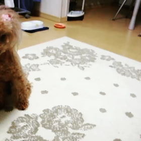 ●今日のムクの画像