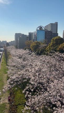 仕事帰りにお花見♪一年前からだいぶ成長した気がする！の記事動画
