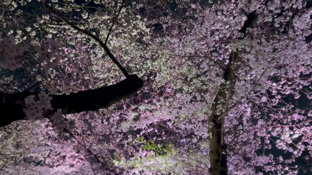桜が満開！千鳥ヶ淵の夜桜を見てきました！ | ミドフォーRikakoの晩婚日記