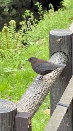 おみくじや野鳥の解説も！旅先でも役立つチャッピー！の記事動画