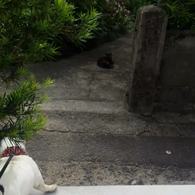 猫の画像