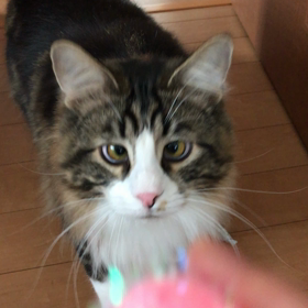 とってこーーい！の画像