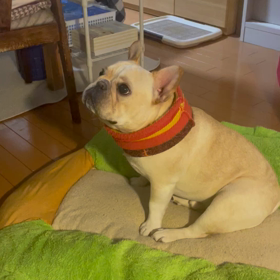 一芸を身につけましたの画像