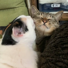 Skypeレッスンの画像