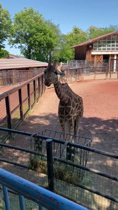 長野旅行記　〜茶臼山動物園、テンホウ、ツルヤ〜の記事動画