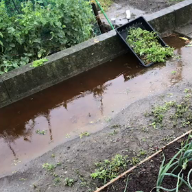 あららー雨冷たいです。の画像