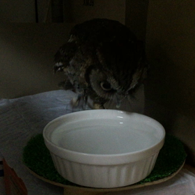 ゆきち水を飲む。の画像