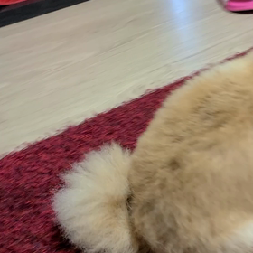 我が家の癒し犬。の画像