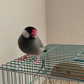 髭が生えた文鳥の画像